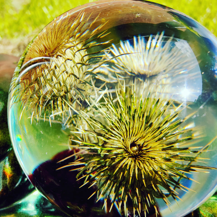 Tidsel i kugle nummer 3